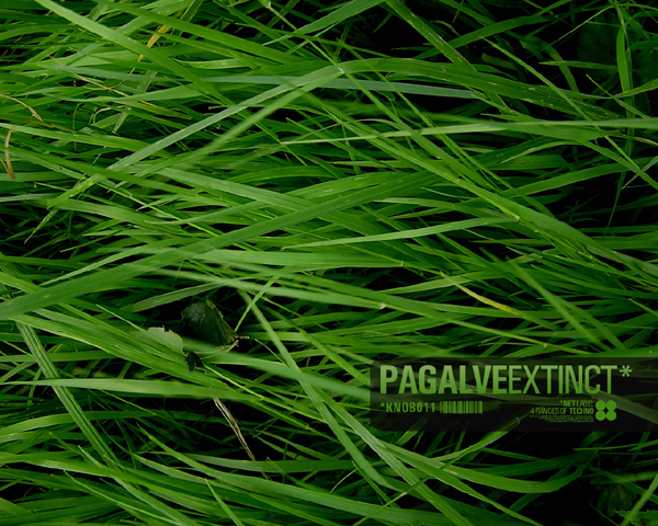 Pagalve – Docks (Live Version)